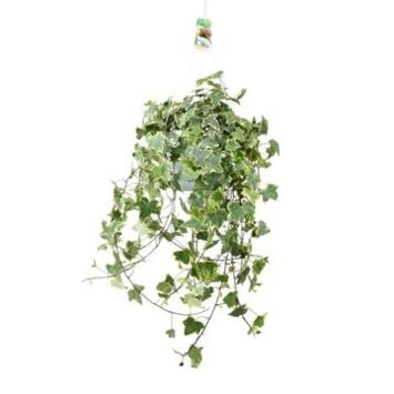 image HEDERA GOLDCHILD