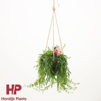 image AESCHYNANTHUS JAPHROLEPIS SUSP