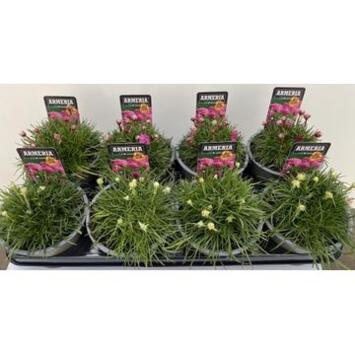 image ARMERIA MARITIMA