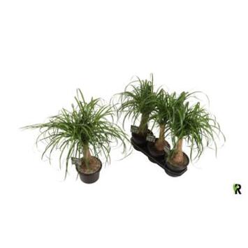 image BEAUCARNEA TIGE