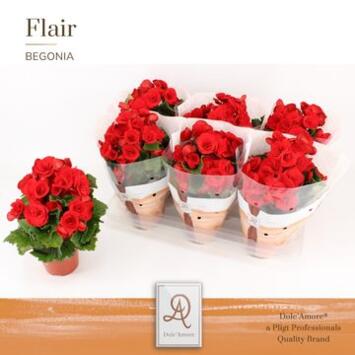 image BEGONIA BALADIN ROUGE