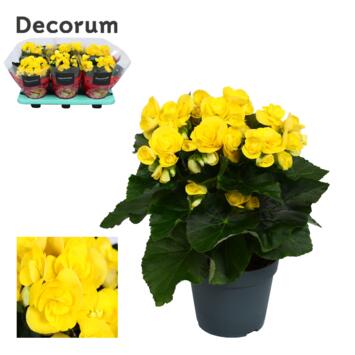 image BEGONIA MYSTIC JAUNE
