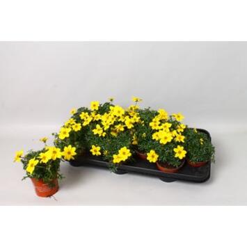 image BIDENS