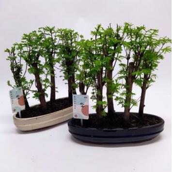 image BONSAI FORET