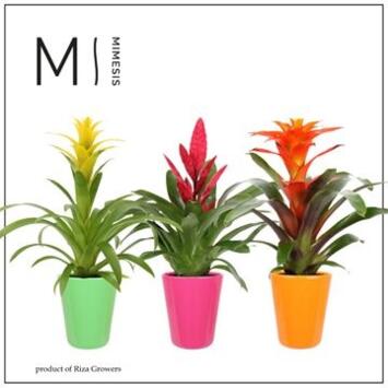 image BROMELIACEE VARIEE CERAM