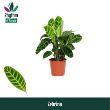 image CALATHEA ZEBRINA