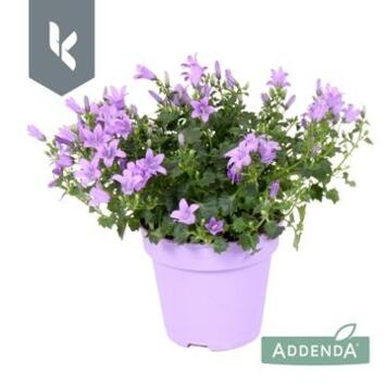 image CAMPANULE AMBELLA LAVENDER