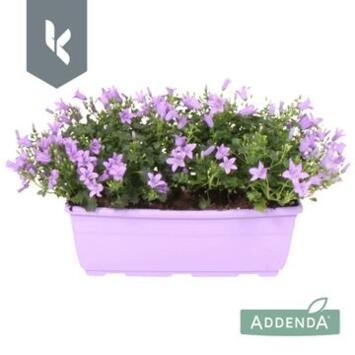 image CAMPANULE AMBELLA LAVENDER JARD