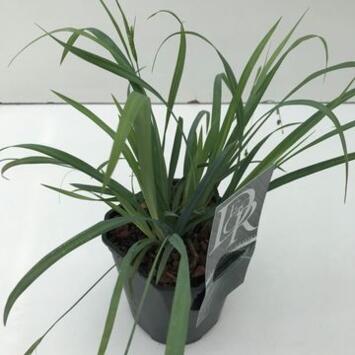 image CAREX OSHIMENSIS BUNNY BLUE