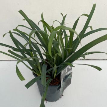 image CAREX OSHIMENSIS BUNNY BLUE