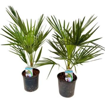 image CHAMAEROPS HUMILIS