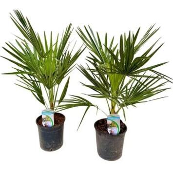 image CHAMAEROPS HUMILIS