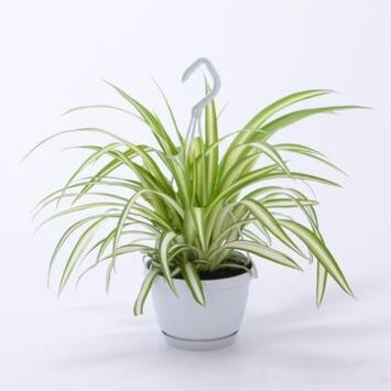 image CHLOROPHYTUM SMALL SWING