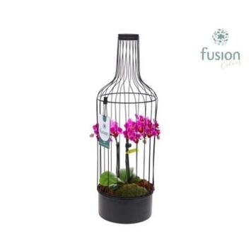 image COMPO PHALAENOPSIS 2BR CAGE METAL