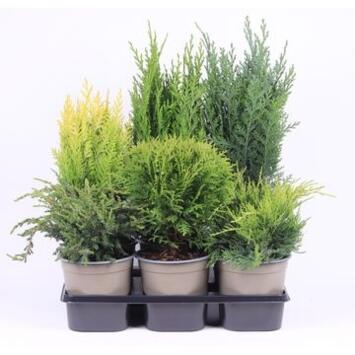 image CONIFERE VARIE