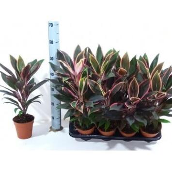image CORDYLINE RUMBA