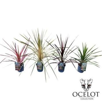image CORDYLINE VARIEE