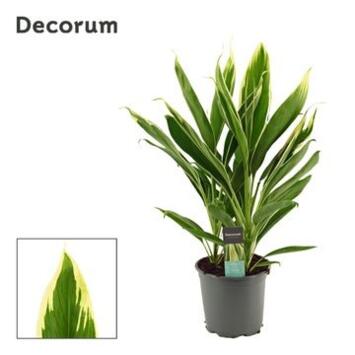 image CORDYLINE CONGA