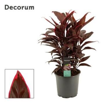 image CORDYLINE MAMBO