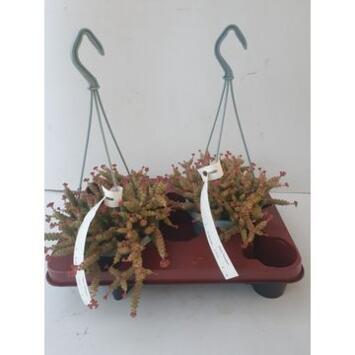 image CRASSULA MARNIERIANA SUSP