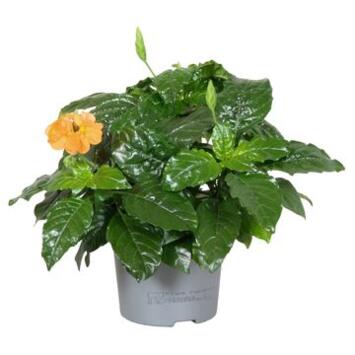 image CROSSANDRA FORTUNEA