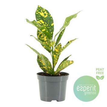 image CROTON GOLD SUN