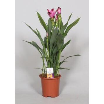 image CURCUMA SIAM SPLASH 2FL