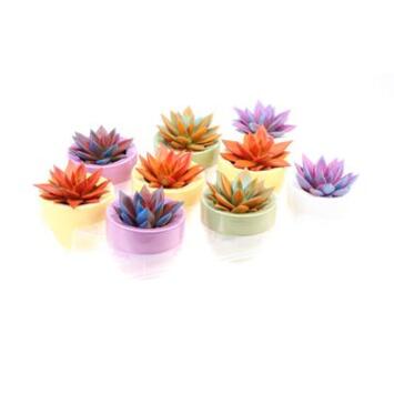 image ECHEVERIA TEINTE SPLASH CERAM