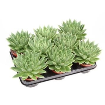 image ECHEVERIA MIRANDA