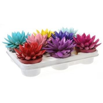 image ECHEVERIA MIRANDA TEINTE