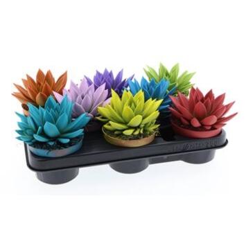 image ECHEVERIA MIRANDA TEINTE