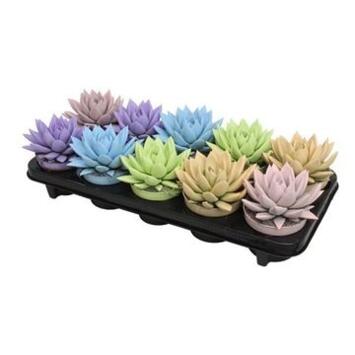 image ECHEVERIA MIRANDA TEINTE PASTEL