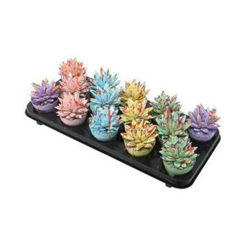 image ECHEVERIA MIRANDA TEINTE SPLASH PASTEL