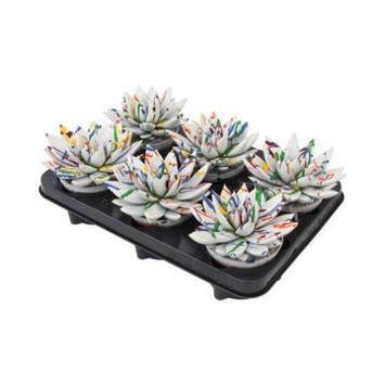 image ECHEVERIA MIRANDA TEINTE SPLASH BLANC