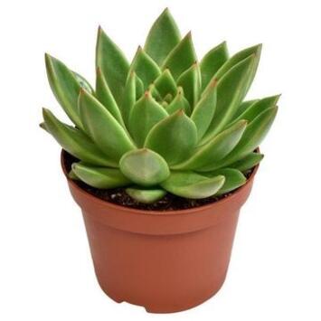image ECHEVERIA MIRANDA