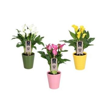 image ARUM VARIE CERAM