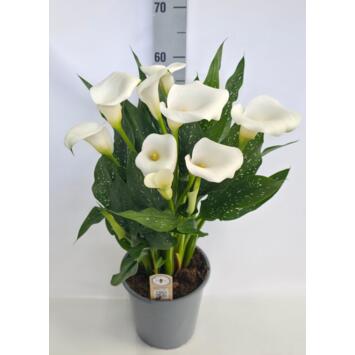image ARUM BLANC