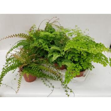 image ADIANTUM VARIE