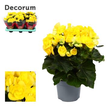 image BEGONIA MYSTIC JAUNE