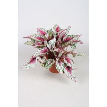 image BEGONIA REX SUNSET