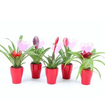 image BROMELIACEE CERAM ROUGE