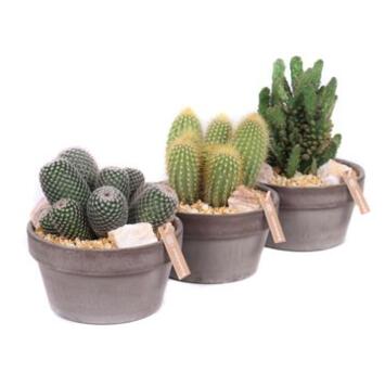 image CACTUS VARIE COUPE TERRE