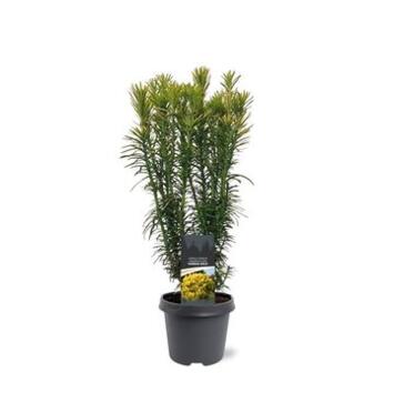 image CEPHALOTAXUS HARRINGTONIA