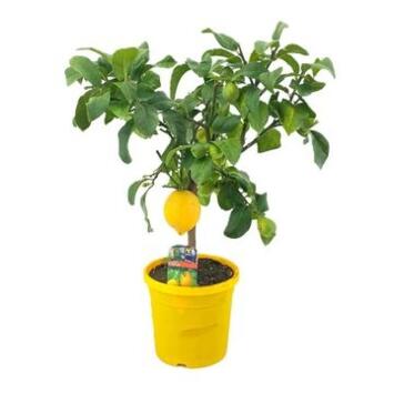 image CITRONNIER TIGE P JAUNE