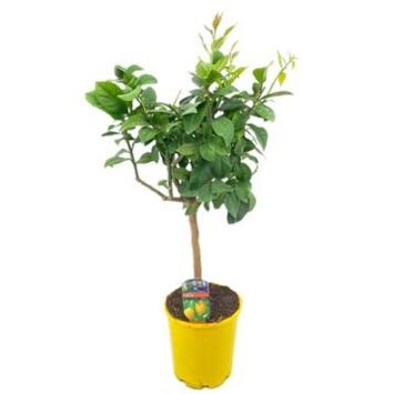 image CITRONNIER TIGE P JAUNE