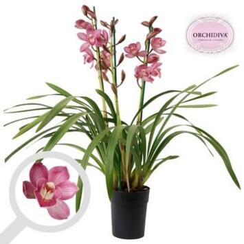 image CYMBIDIUM 3/4BR PICCOBELLO
