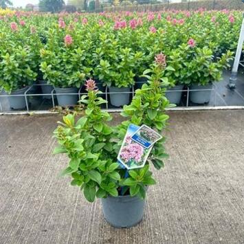 image ESCALLONIA PINK ELLEN