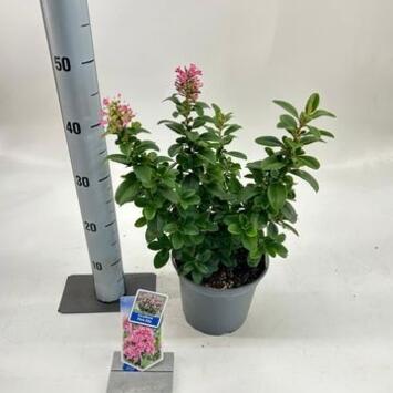 image ESCALLONIA PINK ELLEN