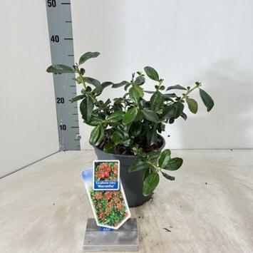 image ESCALLONIA RUBRA VARIE