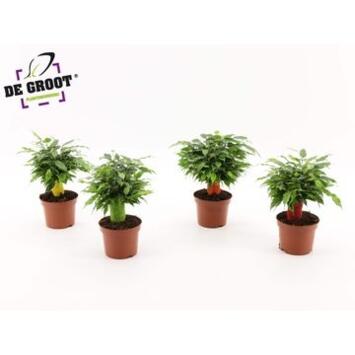 image FICUS GREEN KINKY TIGE JUTE